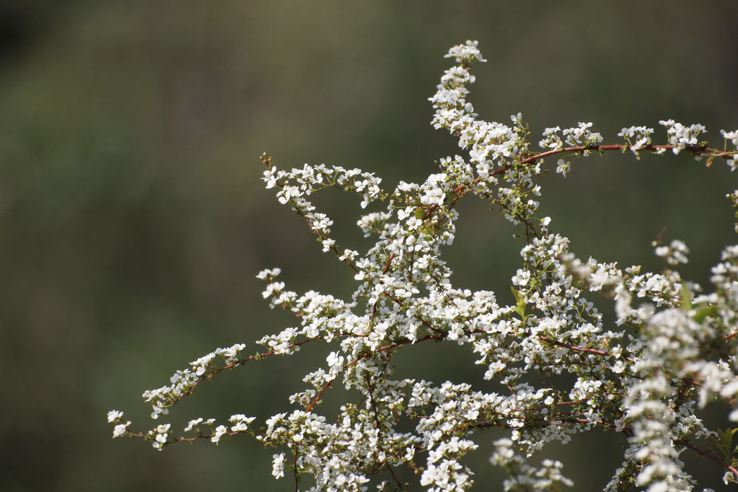 特に白い花が目立つ相模原公園の春です　